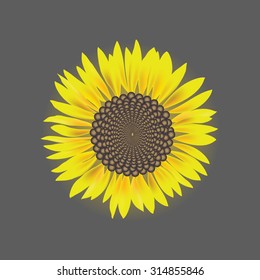 Sunflower flower vector isolated