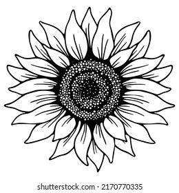 Sunflower flower,Black outline sunflower line art isolated on white background, Linear art, Hand drawing botanical vector illustration