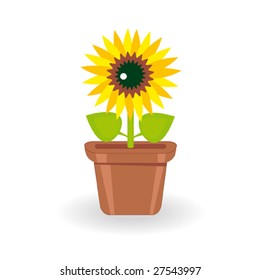 Sunflower in flowerpot on white background. Vector illustration.