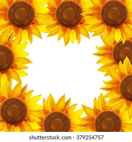 Sunflower flowers arranged in a circle. Vector illustration.