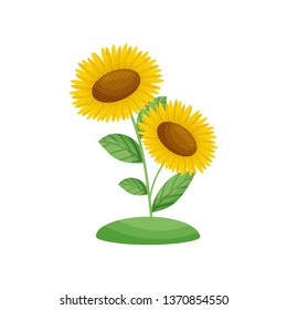 Sunflower flowers grow from the ground. Vector illustration on white background.