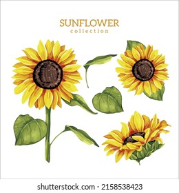 sunflower flowers and leaves collection, color illustration