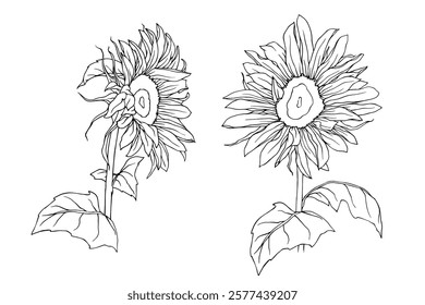 Sunflower flowers line sketch. Vector graphics.