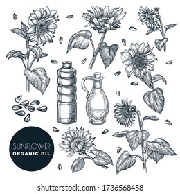 Sunflower flowers and oil bottles, sketch vector illustration. Hand drawn design elements, isolated on white background. Agricultural organic plant and seeds set