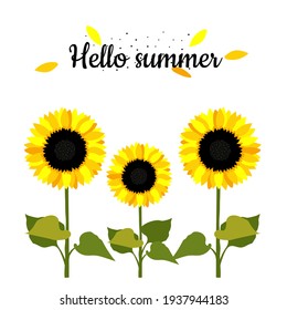 Sunflower flowers on white background and greeting Hello Summer. Summer positive card with yellow sunflowers for printing on fabric, clothing, kitchen textiles, interior design. Vector graphics.