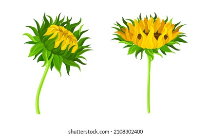 Sunflower flowers set. Botanical floral design element. Eco organic product vector illustration
