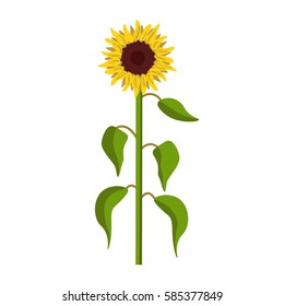 Sunflower, front view. Vector illustration isolated on white background