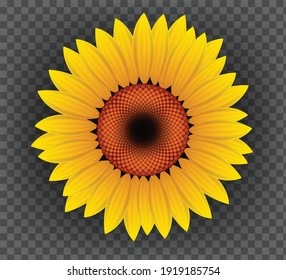 
Sunflower in full bloom isolated on grid background.Graphic vector