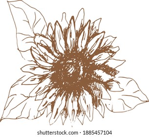 
Sonnenblumen Grafik, handgezeichnet Vektorgrafik.
 Drucken, Textilien. Separate Elemente auf weißem Hintergrund, Gravur. Flora, Blüte, Vegetation.