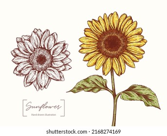 Sunflower graphic illustration isolated on white background. Vintage sunflowers and leaves in engraving style. Vector hand drawn for design, packaging, card, poster, textile