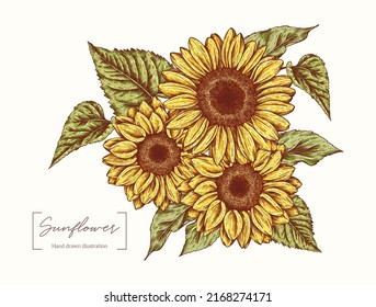 Sunflower graphic illustration isolated on white background. Vintage sunflowers and leaves in engraving style. Vector hand drawn for design, packaging, card, poster, textile