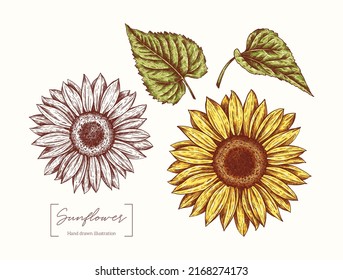 1,042 Sunflowers in black and white vector engraving Images, Stock ...