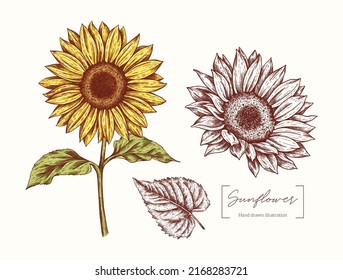Sunflower graphic illustration isolated on white background. Vintage sunflowers and leaves in engraving style. Vector hand drawn for design, packaging, card, poster, textile