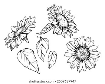 Sunflower Graphic illustration. Set Vector Flower drawing in line art style. Autumn botanical sketch painted by black inks. Floral Line Art. Hand Drawn outline of Bouquet engraving