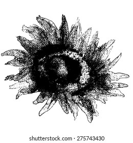 Sunflower graphic vector illustration isolated on white background hand drawn engraved monochrome sketch vintage style, Floral element for design package cosmetic, greeting card, wedding invitation