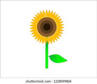 Sunflower with green leaf isolated on white background.