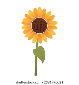 Girasol con hojas verdes aisladas en fondo blanco. Ilustración vectorial.