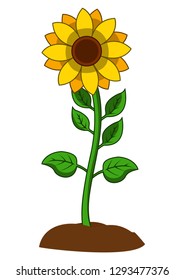 Sunflower with green leaves in flat style isolated on white background. Vector Illustration