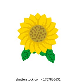 Sunflower with green leaves in flat style isolated on white background. Vector Illustration