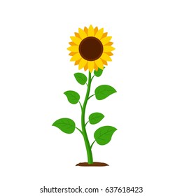 Sunflower with green leaves in flat style isolated on white background. Vector Illustration