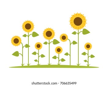 Sunflower with green leaves in flat style isolated on white background. Beautiful flower field.