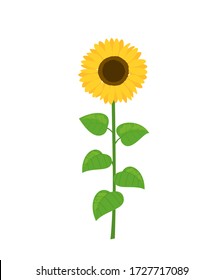 Sunflower with green leaves icon isolated on white background illustration. Cute cartoon character flat design vector.