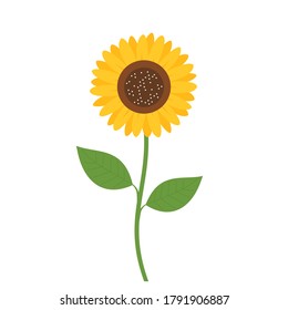 Sunflower with green leaves icon isolated on white background vector illustration.