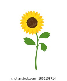 Sunflower with green leaves icon isolated on white background vector illustration.