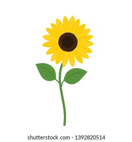 Sunflower with green leaves  isolated on white background vector illustration.