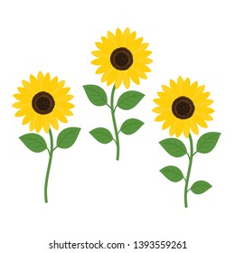 Sunflower with green leaves isolated on white background vector illustration