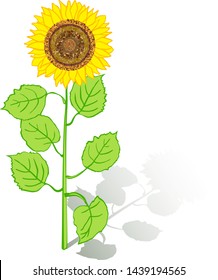 Sunflower with green leaves isolated on white background. Yellow sun flowers on white background.  Vector Illustration