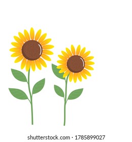 Sunflower with green leaves isolated on a white background vector.