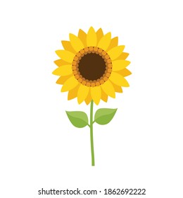 Sunflower with green leaves isolated on white background. Sunflower in flat style. Vector stock	