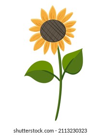 Sunflower with green leaves isolated on white background vector illustration. Sunflower in flat cartoon style, farm flower