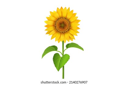 Sunflower with green leaves isolated on white background. Vector Illustration