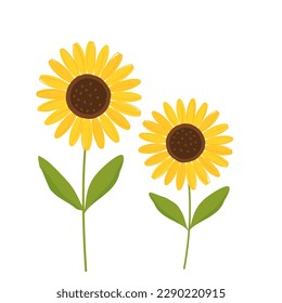 Sunflower with green leaves isolated on white background vector illustration.