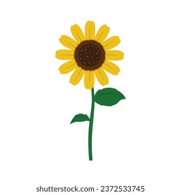 Sunflower with green leaves isolated on white background. Flower icon vector illustration.