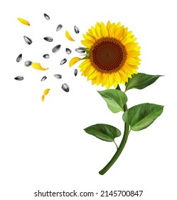 Sunflower with green leaves and seeds. Vector illustration.