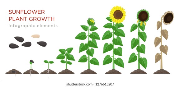 Sunflower growing process vector illustration flat design. Planting process of sunflowers. Growth stages from seed to flowering and fruit-bearing plant with yellow flowers isolated on white background