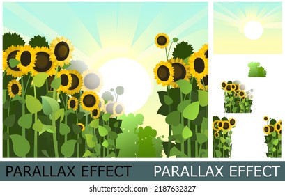 Sunflower grows in field. Harvest agricultural plant. Rural summer field landscape. Food product of sunflower oil production. Image from layers for overlay with parallax effect. Vector.