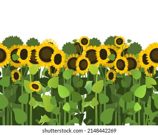 Sunflower grows in field. Seamless pattern. Harvest agricultural plant. Food product of sunflower oil product. Farmer farm illustration. Object isolated on white background. Vegetable garden. Vector.