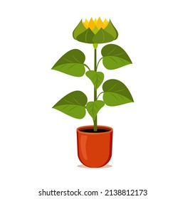 Sunflower grows in a flower pot. Vector illustration of cartoon yellow flower.