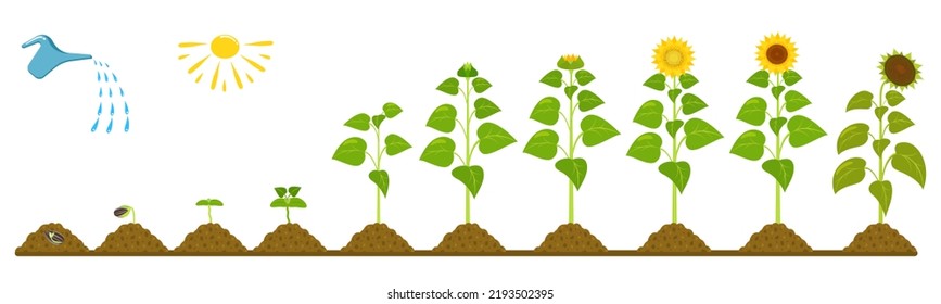 Sunflower Growth Life Cycle. Infographic Of Seed Germination In Agriculture.