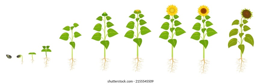 Sunflower growth life cycle. Seed germination. The sequence of stages of flower development in agriculture.