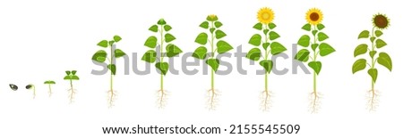 Similar – Image, Stock Photo Part of a sunflower blossom against the light