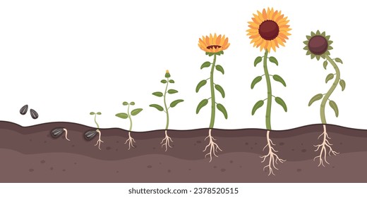 Sunflower growth process. Cartoon oilseed culture. Development and maturation stages. Farm plant life cycle. Seed germination. Flower growing. Sprout cultivation. Recent