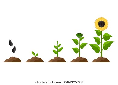 Diagrama de girasol y proceso de fotosíntesis. 296154 Vector en Vecteezy