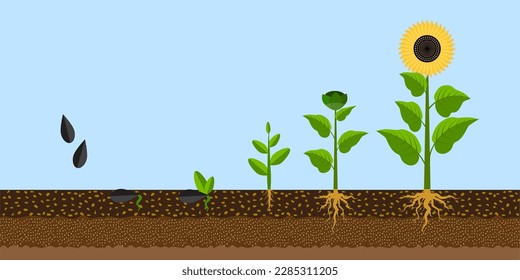 sunflower growth process. Organic concept. Vector illustration.
