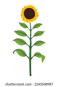 Sunflower growth stage, mature plant. Agriculture plant development. Harvest animation progression phase