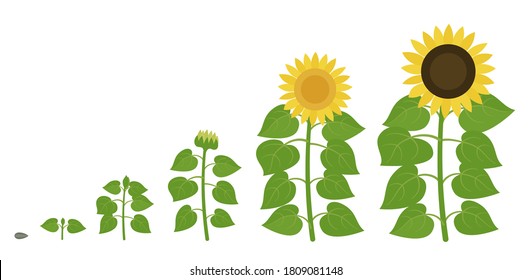 Sunflower growth stages. Agriculture plant development. Harvest animation progression. Vector illustration infographic set.